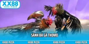 Sảnh Đá Gà Thomo Tại XX88 Gà Chiến Nảy Lửa, Thắng Lớn Từng Phút