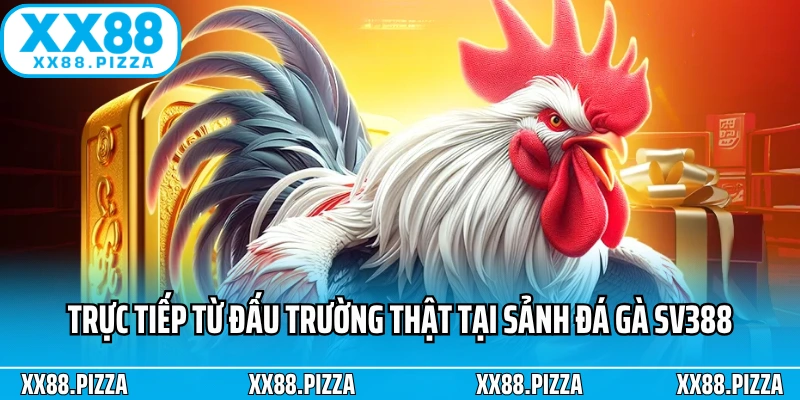 Trực tiếp từ đấu trường thật tại sảnh đá gà SV388